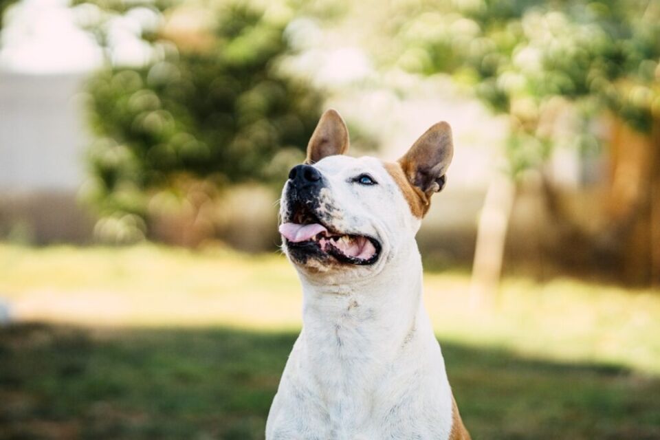 Abogados de Ataques de Perro en Boston