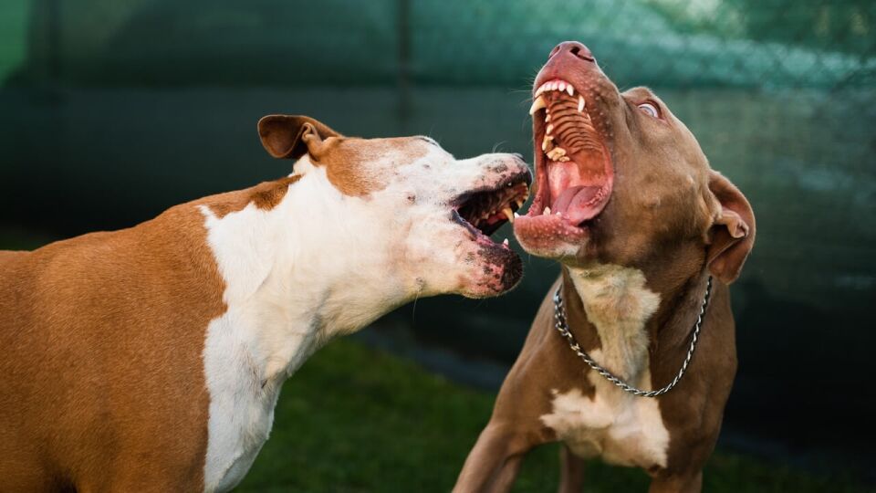 Cuál es el perro con la mordida más fuerte